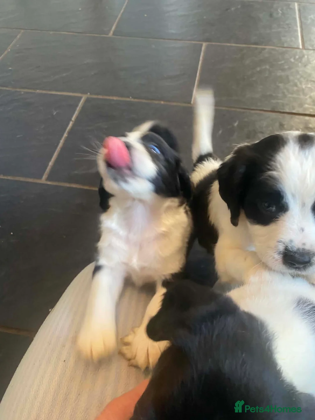 Mixed Breed dogs for sale: Beautiful beagle x springer puppy’s !! - Advert 2