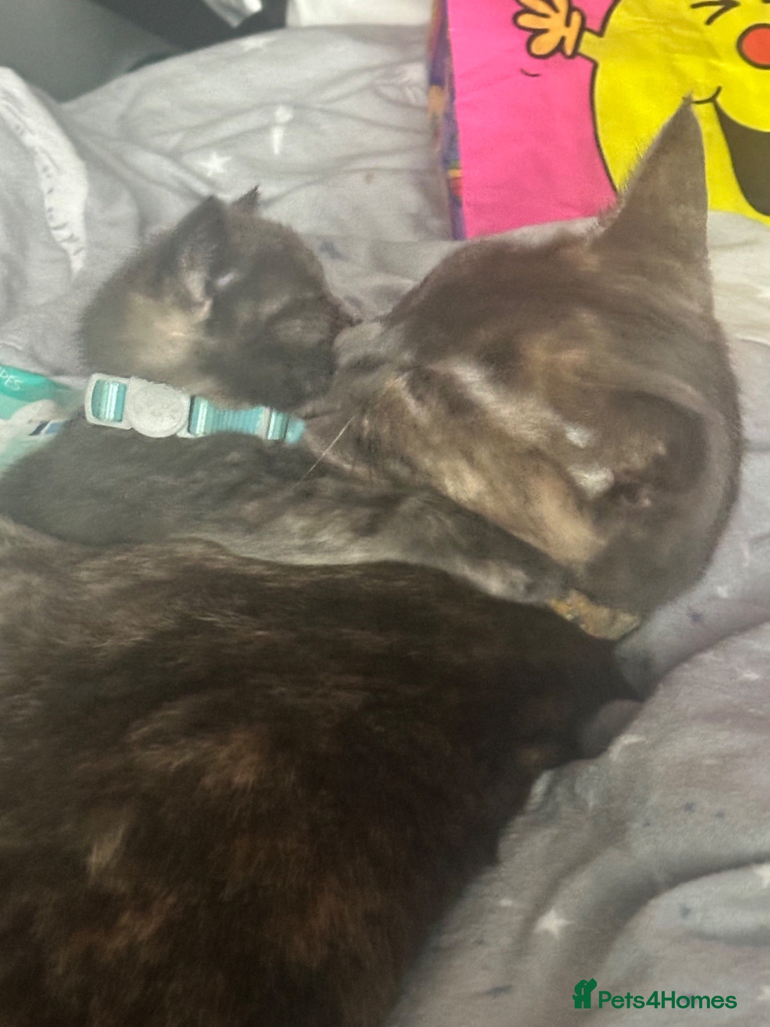 Mixed Breed cats 2x female kittens - Advert 1