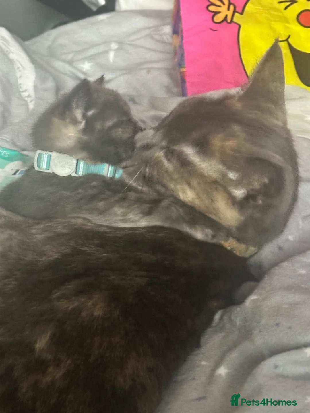 Mixed Breed cats for sale: 2x female kittens - Advert 1