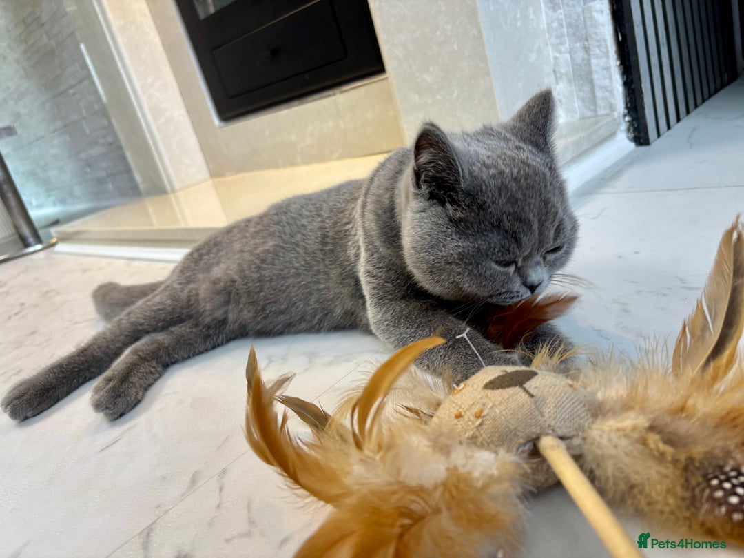 British Shorthair cats for sale: British Shorthair - Image 4