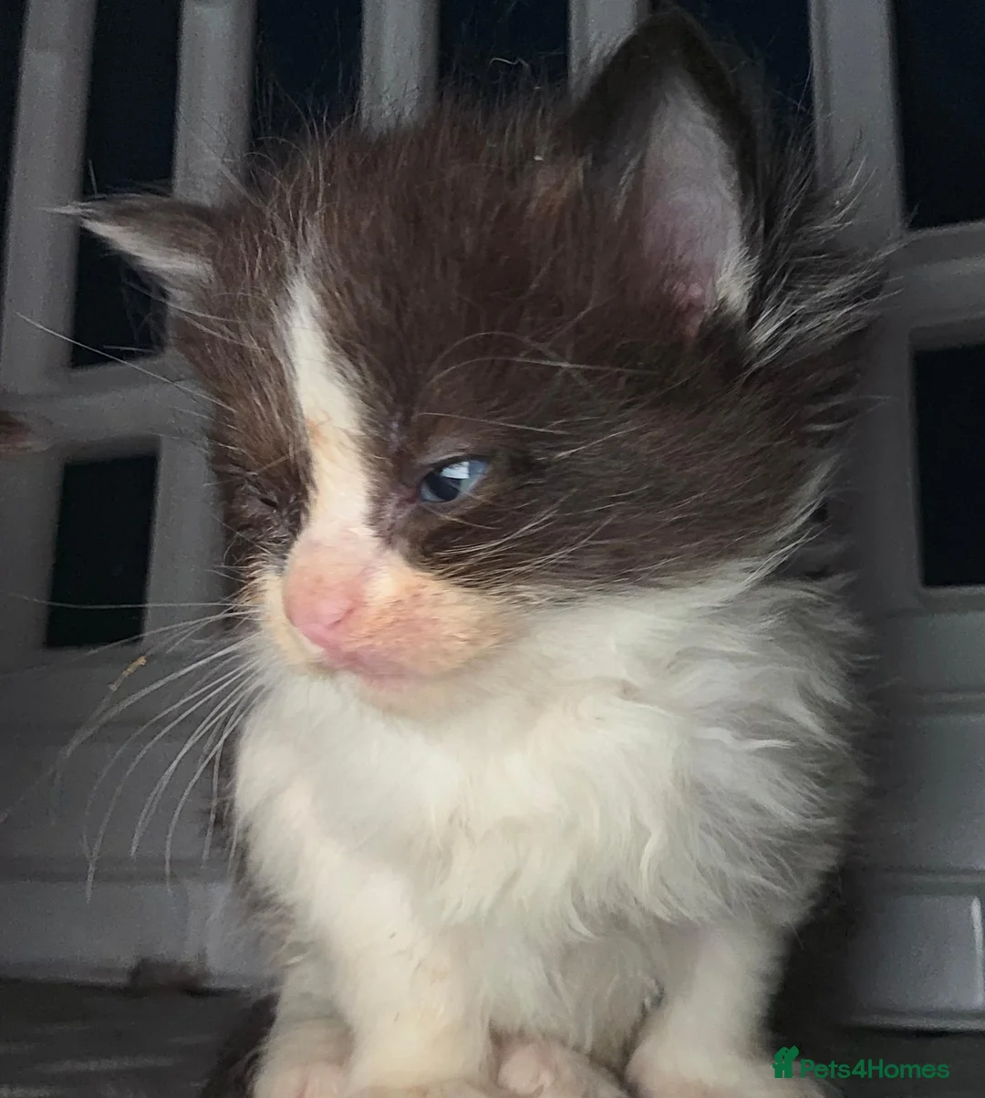 Mixed Breed cats for sale: Mixed kittens  - Advert 1