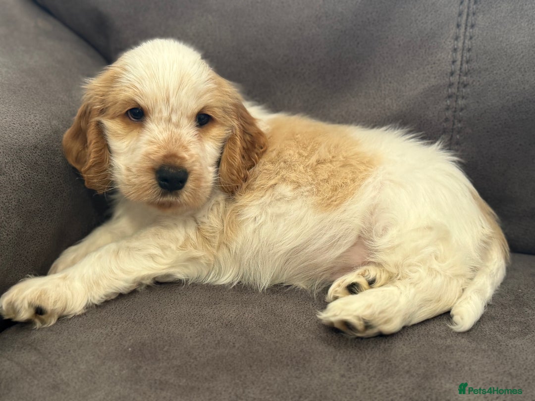 Cocker Spaniel dogs for sale: Show Cocker Spaniel girls - Image 5