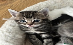 Ragcoon cats for sale: Beautiful Ragcoon Kittens - Image 3