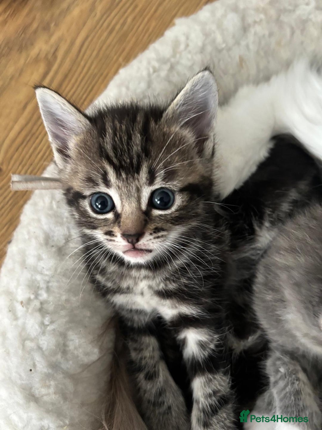 Ragcoon cats for sale: Beautiful Ragcoon Kittens - Image 3