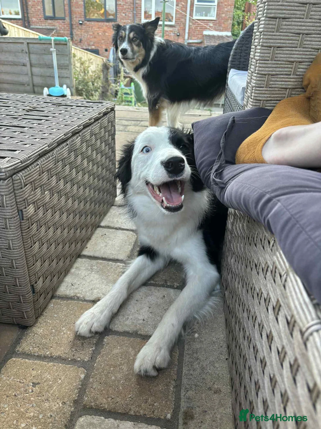 Border Collie dogs for sale: Callie needs a new home  - Advert 32