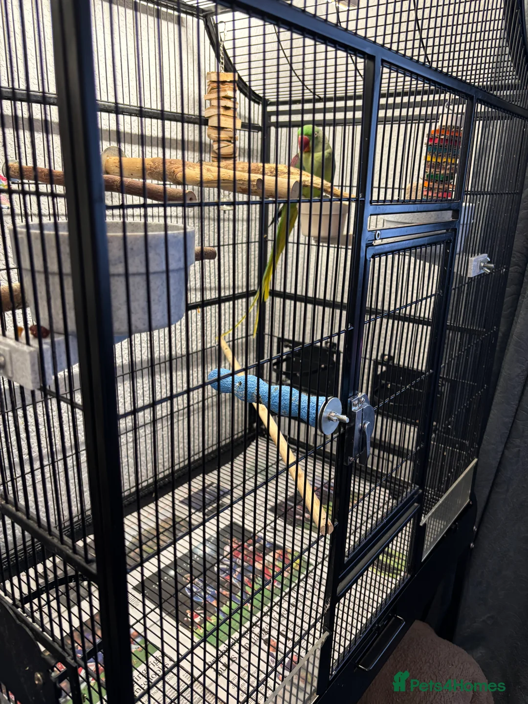 Parakeets birds for sale: Female Alexandrine, 2years old approximately  in Salford - Advert 6