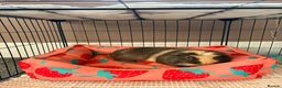Guinea Pig rodents for sale: Guinea pigs-boar  - Advert 5