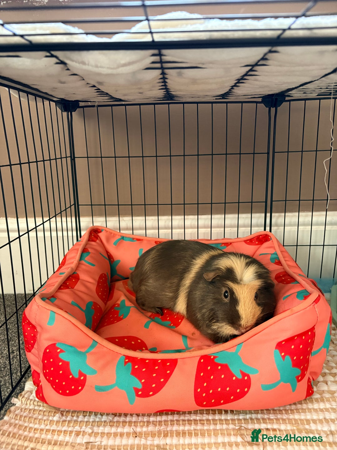 Guinea Pig rodents for sale: Guinea pigs-boar  - Advert 5