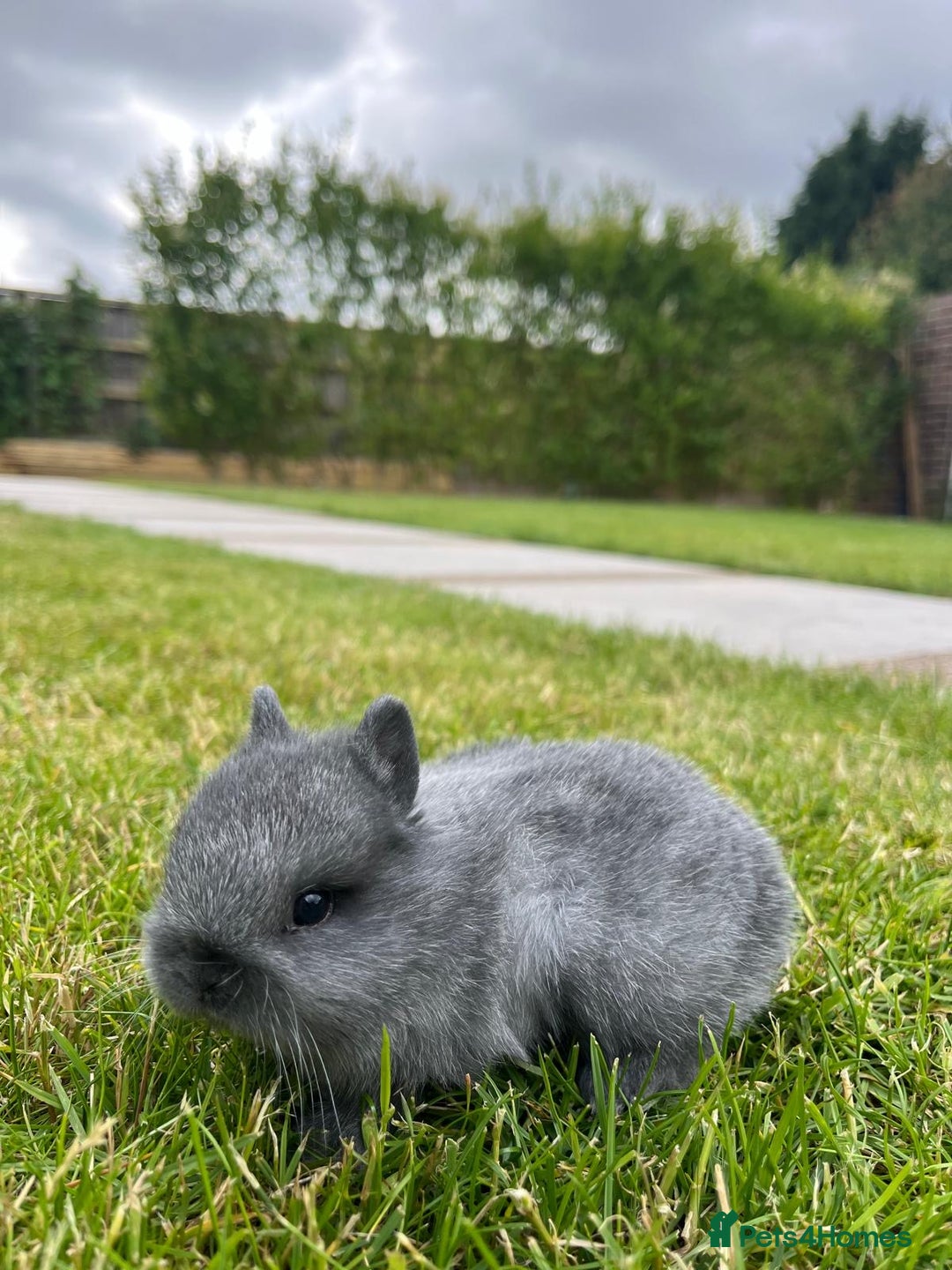 Netherland Dwarf rabbits for sale: 2 Beautiful Netherland dwarf pairs £1OO - Image 9