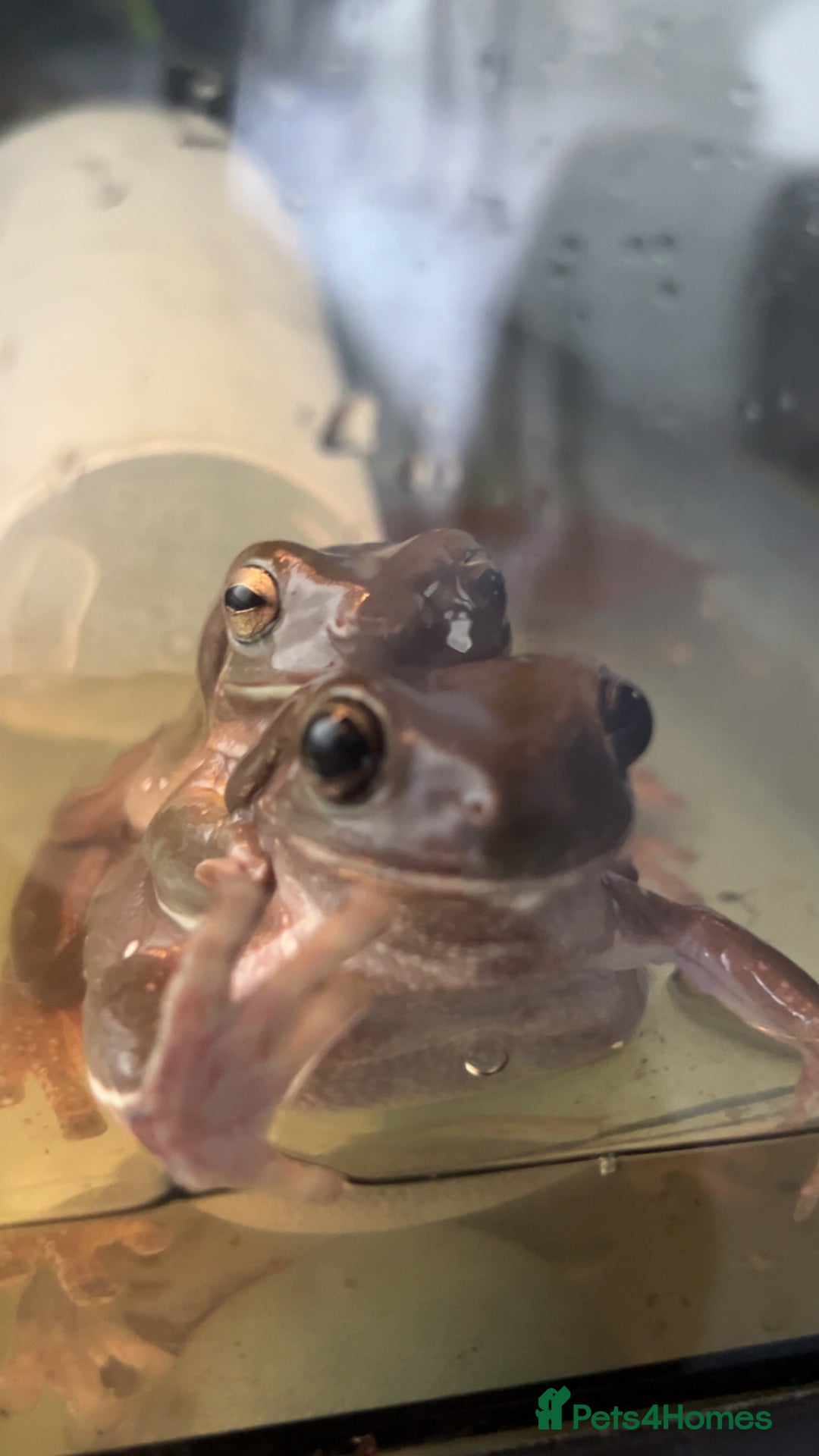 Frog reptiles for sale: White tree froglets  - Advert 4