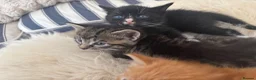 Mixed Breed cats for sale: Beautiful tabby kittens - Advert 6