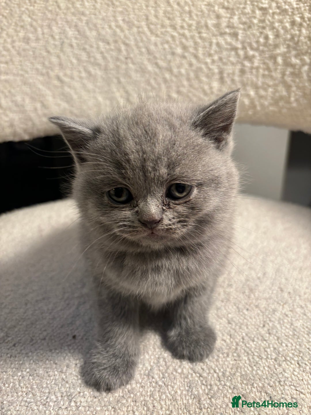 Brazilian Shorthair cats for sale: British Short Hair Kittens Available  - Advert 11