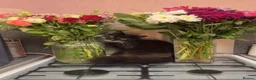 Mixed Breed cats for sale: 7 ragdoll cross kittens  - Advert 1