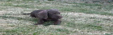 Puppy 1