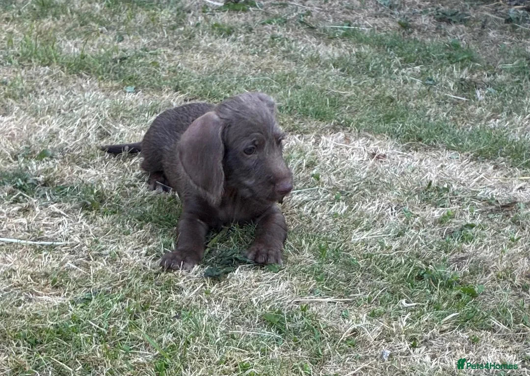 Dachshund dogs for sale: Dachschund puppies - Advert 2