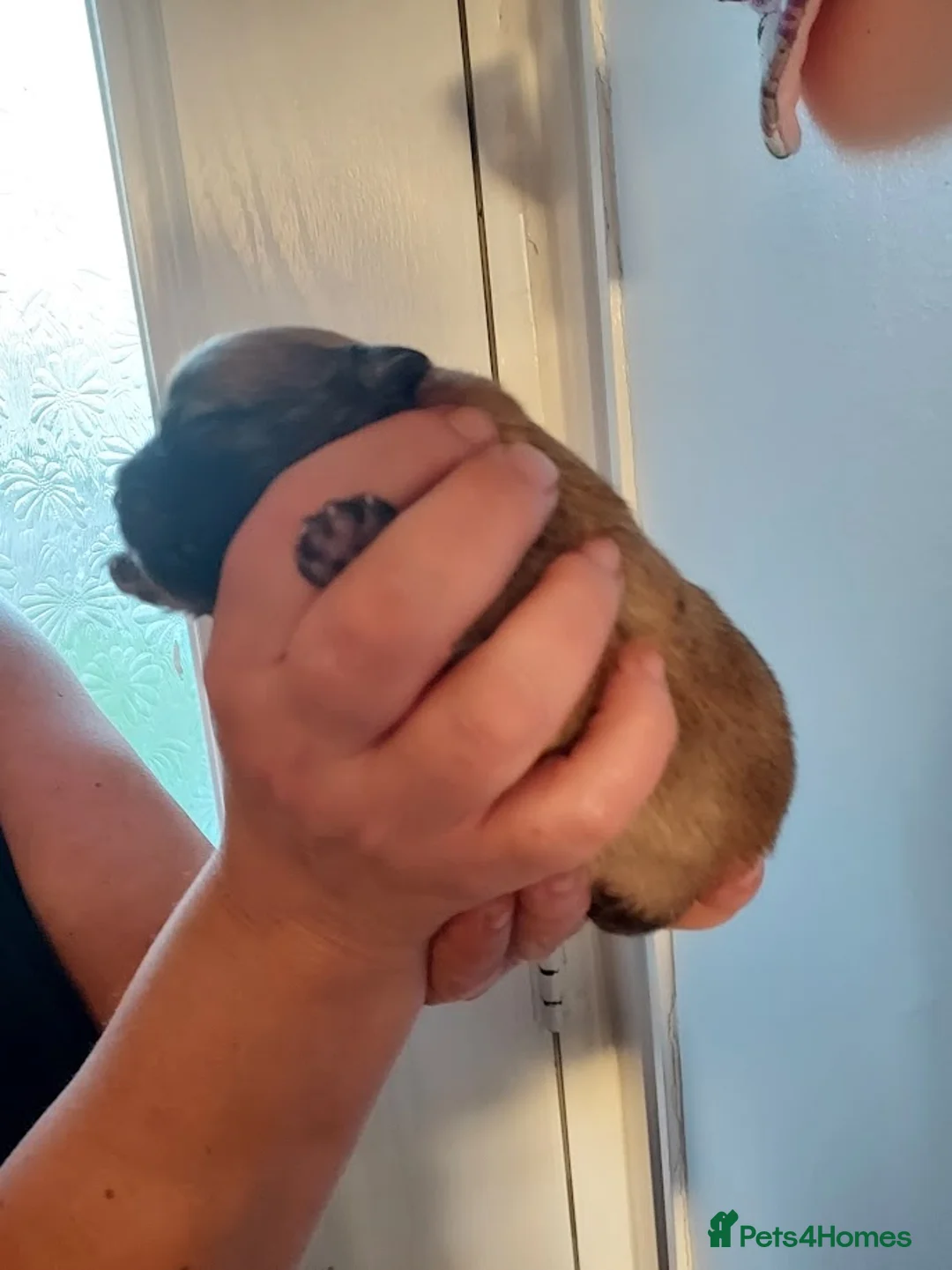 Pomchi dogs for sale: Three Beautiful Pomchi Puppies in Aylesbury - Advert 7