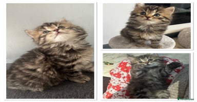 Mixed Breed cats - Advert 7