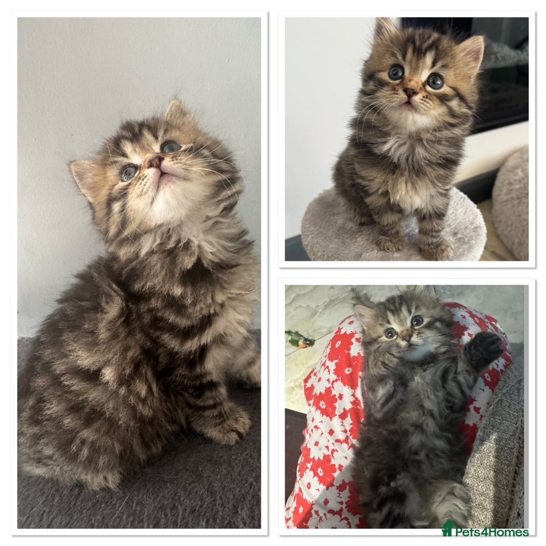 Mixed Breed cats for sale: Maine coon x Persian  - Image 3