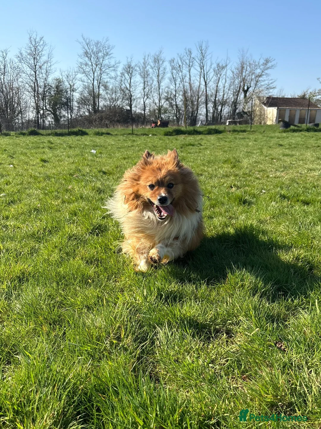 Mixed Breed dogs for sale: Fluffy Boy Francis is Ready For Adoption - Advert 2