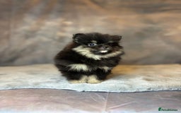 Pomeranian dogs for sale: Lovely little Poms available  - Image 10