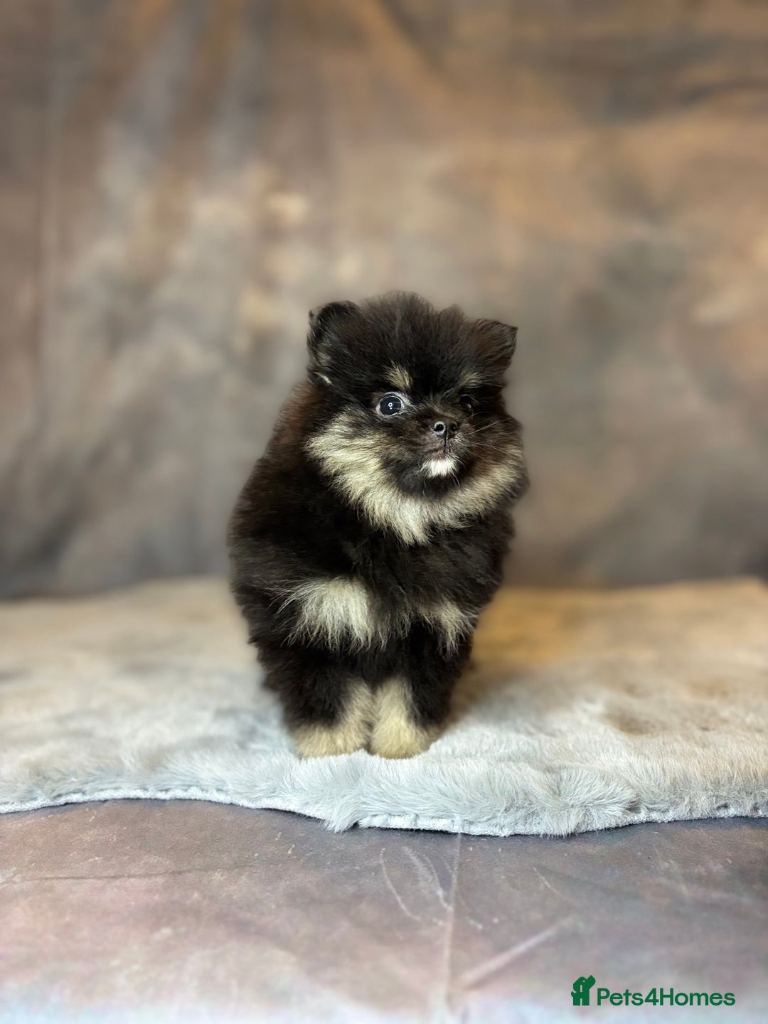 Pomeranian dogs for sale: Lovely little Poms available  - Image 10