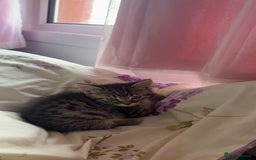 Bengal cats for sale: Bengal - Image 1