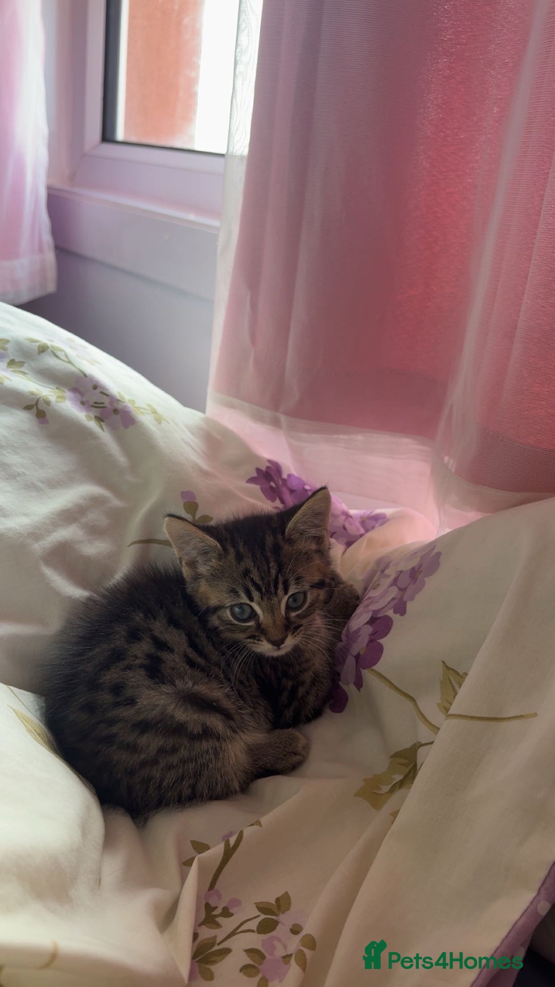 Bengal cats for sale: Bengal - Image 1