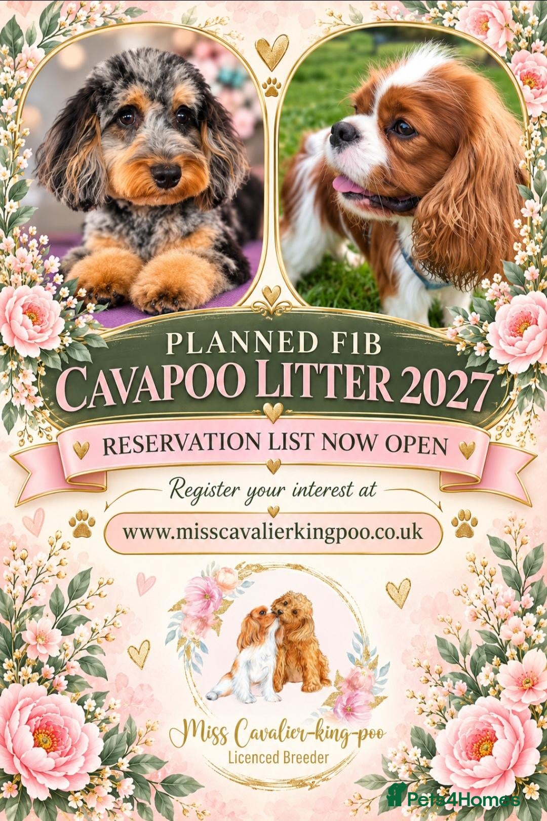 Cavapoo dogs Planned Cavapoo litters  - Advert 19