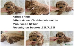 Goldendoodle dogs for sale: Top Quality Goldendoodle x Australian labradoodle  in Brough - Image 9