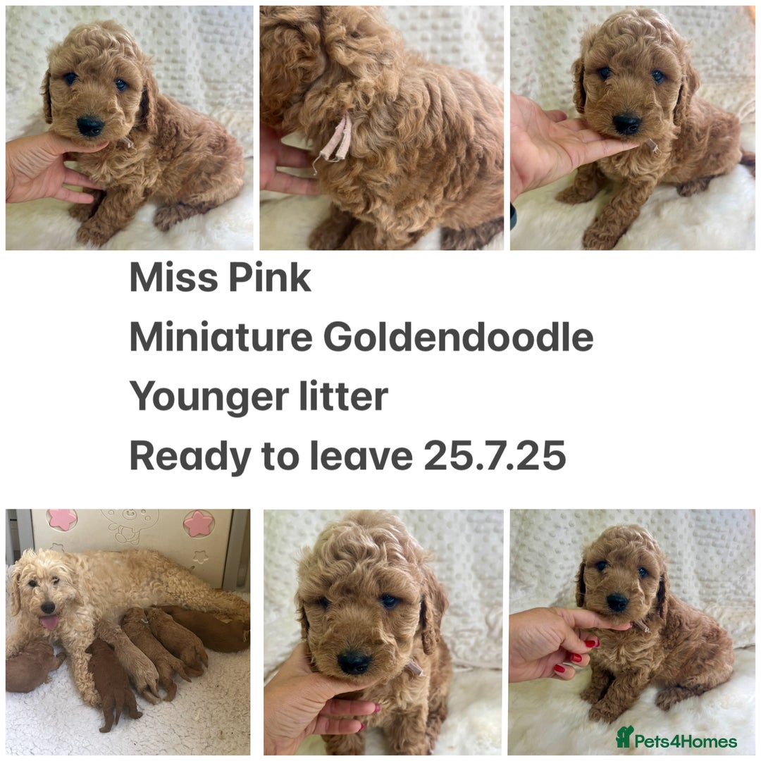 Goldendoodle dogs for sale: Top Quality Goldendoodle x Australian labradoodle  in Brough - Image 9