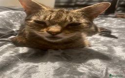 Mixed Breed cats for sale: One baby boy tabby - Image 8