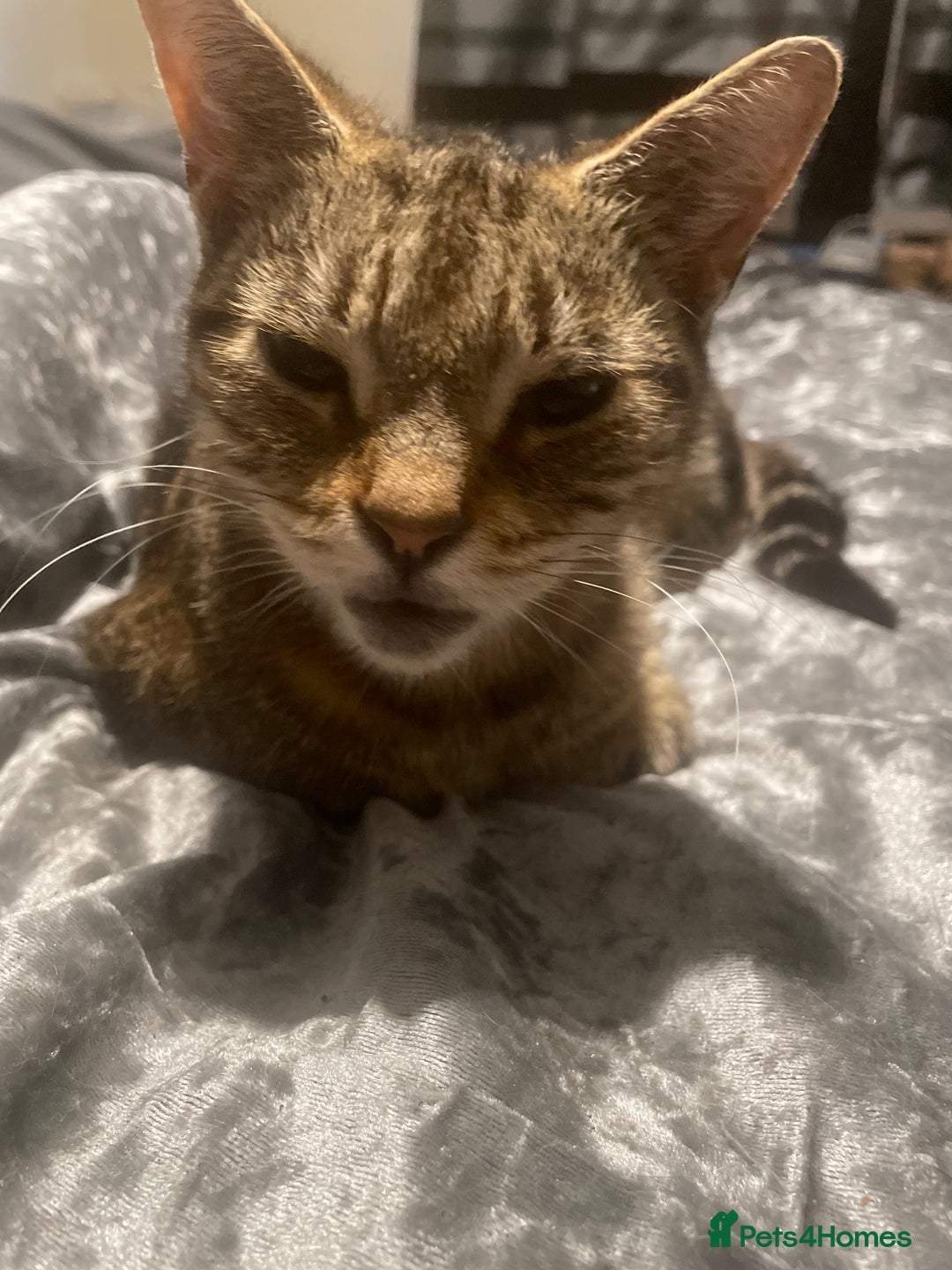 Mixed Breed cats for sale: One baby boy tabby - Image 8