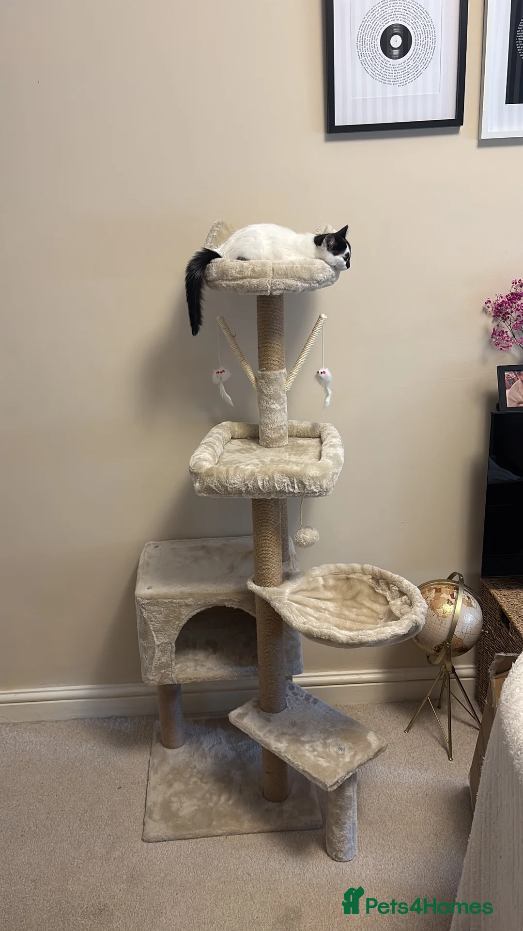 Mixed Breed cats for sale: 2 Kittens + equipment  £150 all in in Lichfield - Advert 2