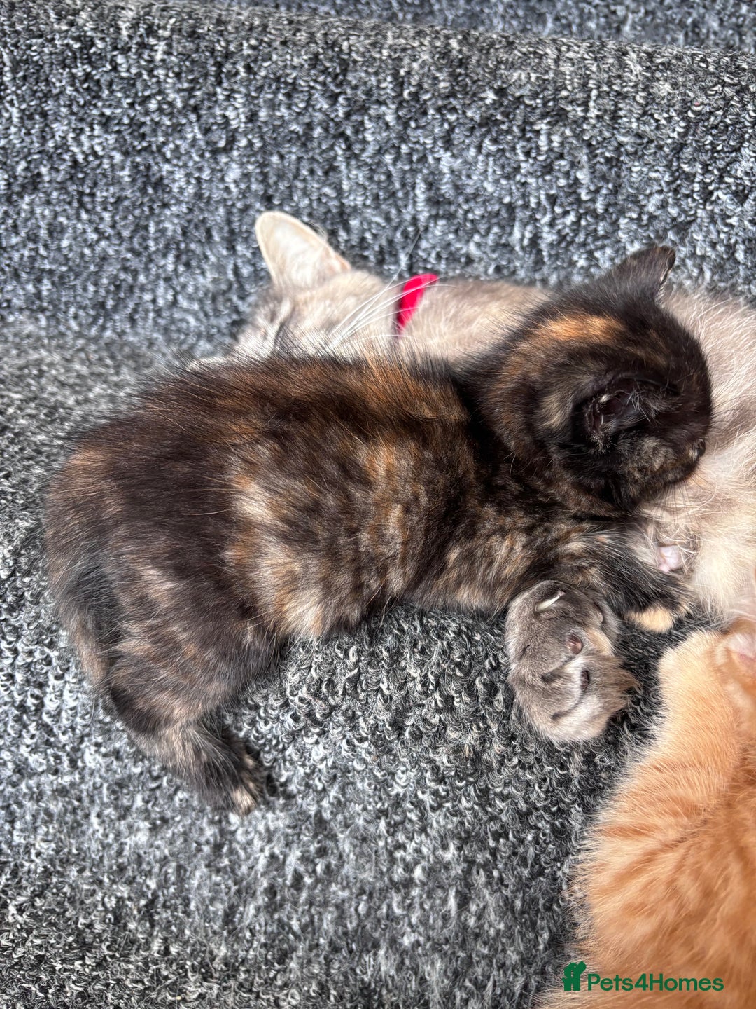 Norwegian Forest Cat cats for sale: Norwegian forest x bengal - Image 6