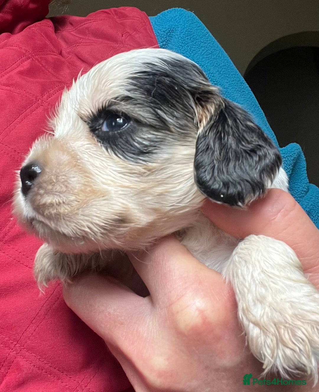 Cocker Spaniel dogs for sale: KC health tested hip scored Sable Roan Show Cocker - Image 4