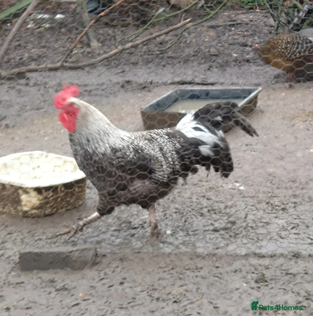 Chickens poultry for sale: Large cockerels - Advert 2