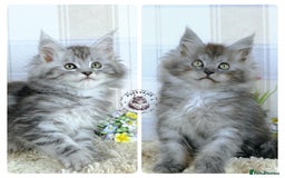 Maine Coon cats for sale: Stunning Maine coon kittens TICA registration - Image 1