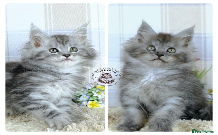 Maine Coon cats - Advert 5