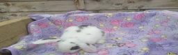 Mini Lion Lop rabbits for sale: Mini lop and mini lion lops - Advert 13