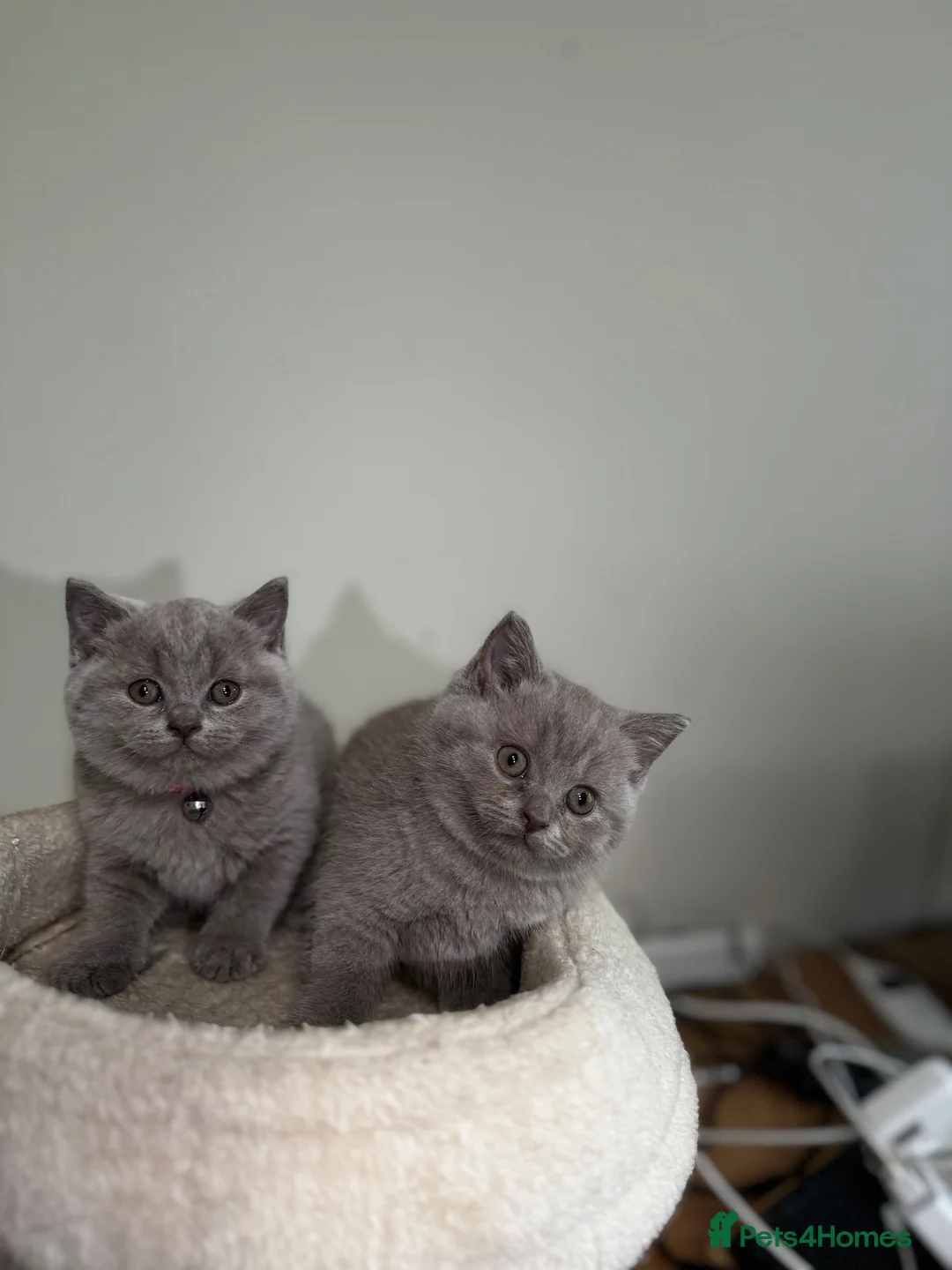 British Shorthair cats for sale: BSH  kittens lilac and blue - Advert 39