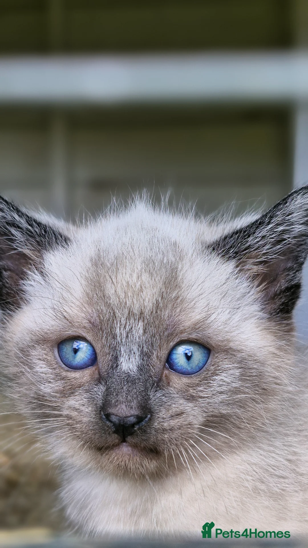 Mixed Breed cats for sale: kittens for sale in Andover - Advert 2