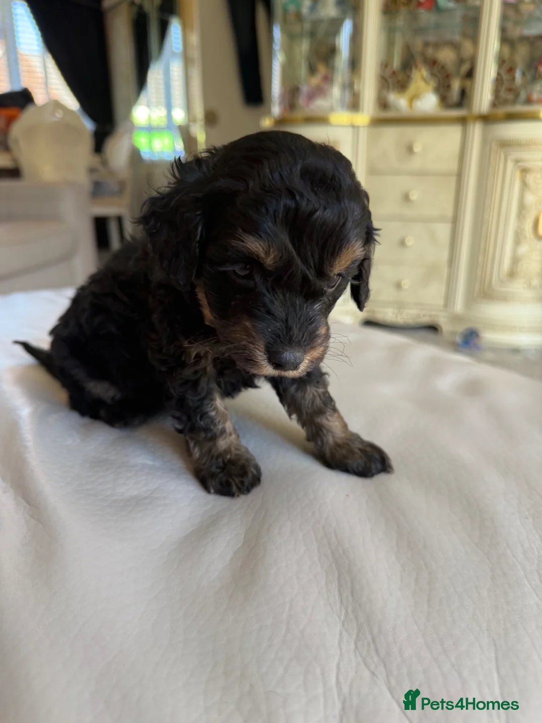 Cockapoo dogs for sale: Cockapoo f2 puppies  - Advert 2