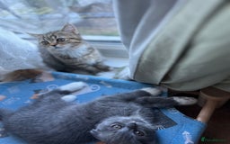 Mixed Breed cats for sale: Sweet Crossbreed Kitten Looking for a Loving Home - Image 4