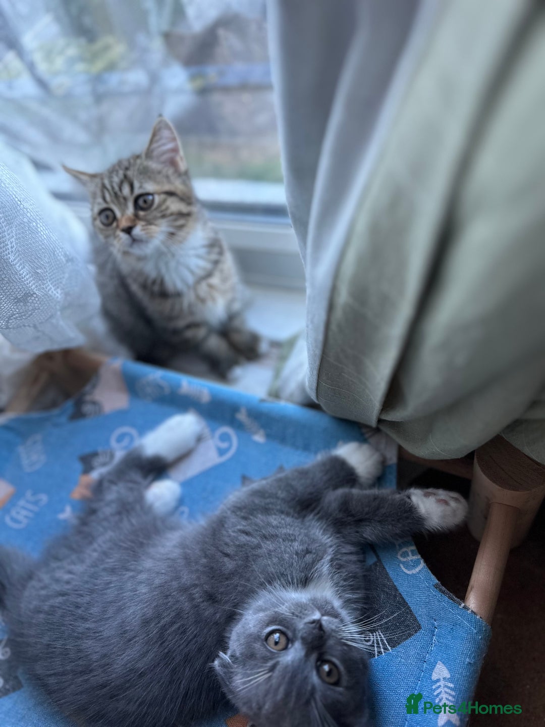 Mixed Breed cats for sale: Sweet Crossbreed Kitten Looking for a Loving Home - Image 4