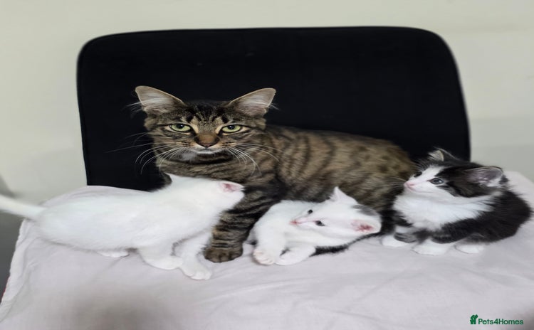 Mixed Breed cats - Advert 1