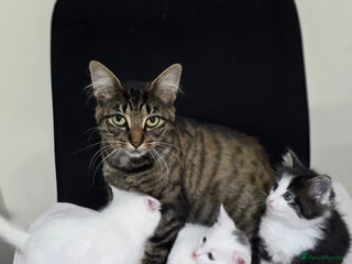 Mixed Breed cats - Advert 1