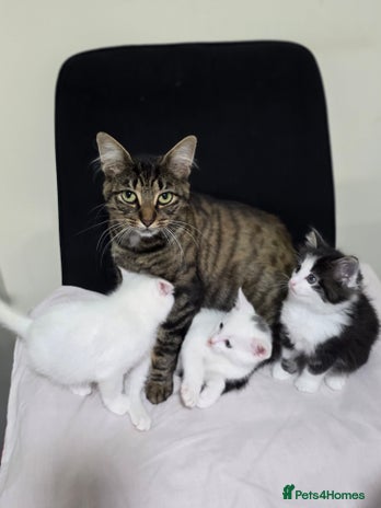 Mixed Breed cats - Advert 1