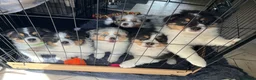 Australian Shepherd dogs for sale: Australian Shepherd puppies - Merles /Tris - Advert 5