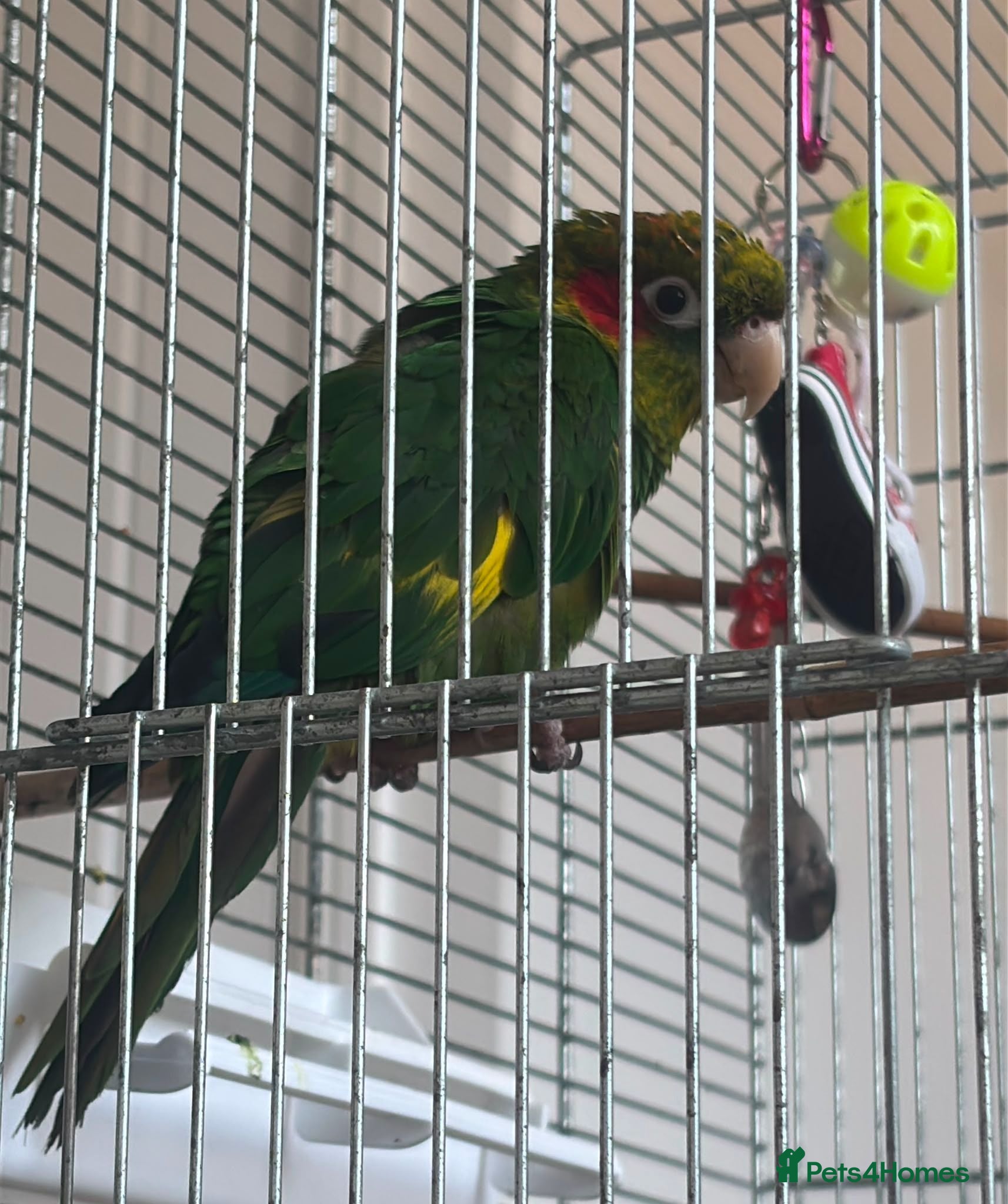 Parrots birds Hoffmans Conure  - Advert 1