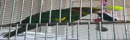 Parrots birds for sale: Hoffmans Conure  in Bournemouth - Advert 1